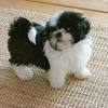 Modern shih tzus are still alert watchdogs and ferocious barkers. Https Encrypted Tbn0 Gstatic Com Images Q Tbn And9gcqdtjlc5iajd3z1tfqzqsjd6ckynojcsiokzzuqef1gpk2rkrmq Usqp Cau