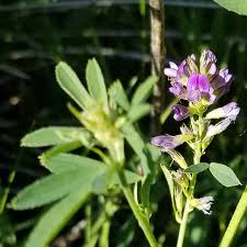Image result for Medicago sativa