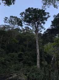 Image result for Newtonia buchananii