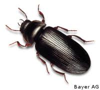 Hier lernt ihr vokabeln rund um das schlafzimmer. Details Zum Mehlkafer Im Jarkow De Schadlinge Lexikon