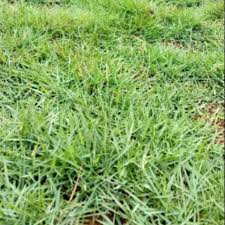 Rumput taman yang hijau dan cantik akan membuat hunianmu tampak asri. Harga Rumput Jepang Terbaik Taman Perlengkapan Rumah Juni 2021 Shopee Indonesia