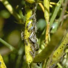 Be sure to spray the area with pest rid spray after applying the granules; Organic Chinch Bug Removal Expert Guide Safe Effective Products