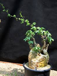 Image result for Adenia goetzei