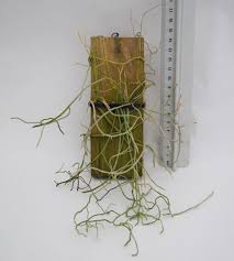 Image result for Microcoelia stolzii