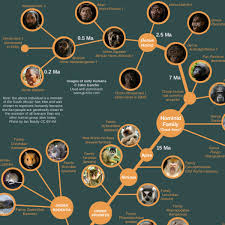 The Evolution Of Life Poster Cool Infographics