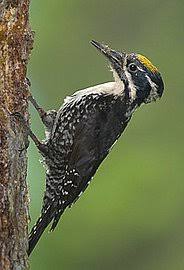 Image result for Tridactyle