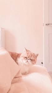 Peachydrug December 04 2019 At 05 53pm Cat Wallpaper Cat Aesthetic Cute Cat Wallpaper