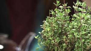 Image result for Coleus thyrsoideus