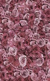Dusty Rose Pink Roses Blumen Hintergrund Iphone Rosentapete Blumentapete