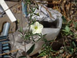 Image result for Merremia quinquefolia