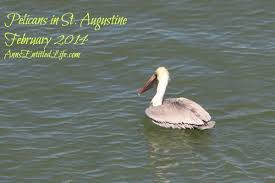 Trade him to us, pelicans leaflets read. Pelicans In St Augustine