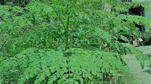 Minuman herbal daun kelor & jahe manfaat daun kelor (dari berbagai sumber) 1. Manfaat Dan Cara Mengobati Mata Dengan Daun Kelor Lampung Co