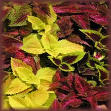 Image result for Coleus rhodesianum