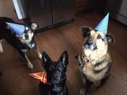 Party Animal Gif Party Animal Dog Discover Share Gifs Animal Party Dog Animation Pet Dogs
