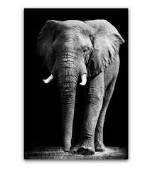 Black And White Elephant Wall Pictures Elephant Wall Decor On Canvas Ee 17200 From Belladonna Home Decor In 2019 Pinterest Mini Mall Viral Board Elephant Wall Decor Elephant Black Artwork