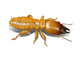 We have highly trained and background verified. Vazir Pest Control
