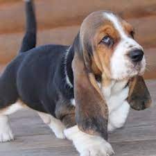 Basset hound puppies and dogs have a superior sense of smell for tracking. Charlie Basset Hound Puppy 625051 Puppyspot