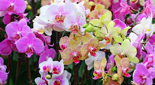 For more information and source, see on this link : Phalaenopsis Telah Pudar Apa Yang Perlu Dilakukan Seterusnya Penjagaan Orkid Selepas Berbunga