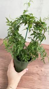 Image result for Aframomum polyanthum