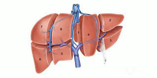 Check spelling or type a new query. Hcc Open Surgery Liver Resection
