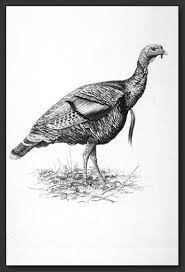 (39 stencils in this category) sort by. Wild Turkey Turkey Drawing Turkey Tattoos Animal Drawings