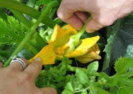 Maybe you would like to learn more about one of these? How To Hand Pollinate Squash Vegetarian Times