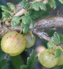 Bestellen sie online und pflanzen sie los! Stachelbeere Ribes Uva Crispa Invicta Pflanzen Enzyklopadie
