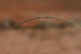 Image result for Enteropogon