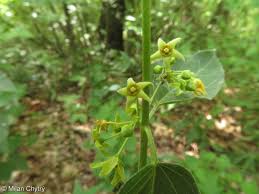 Image result for Vincetoxicum