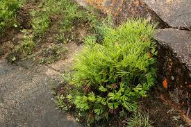 Image result for Actiniopteris dimorpha