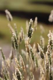 Image result for Enneapogon scoparius