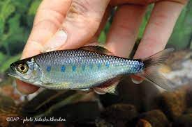 It is found in kerala of india. Barilius Bakeri Bap