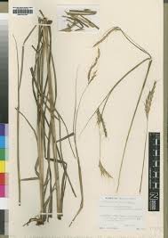 Image result for Andropogon chinensis