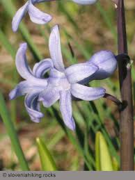 Image result for Hyacinthaceae