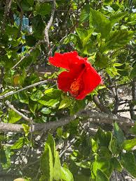 Image result for Abutilon sp.no.1