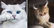 14 Most Amazingly Beautiful Cat Breeds in the World