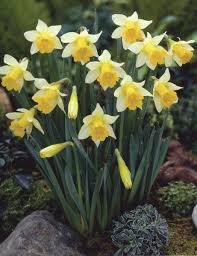 Narcissus Topolino Daffodil With Images Daffodil Bulbs Planting Bulbs Daffodils