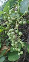 Image result for Cissus petiolata