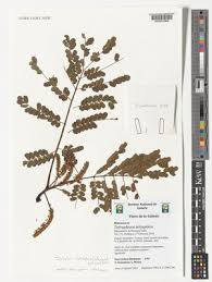 Image result for Amblygonocarpus