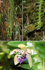 Here are the best places to buy flowers online. The Dilemma Of Being A Fragrant Flower The Major Floral Volatile Attracts Pollinators And Florivores In The Euglossine Pollinated Orchid Dichaea Pendula Springerlink