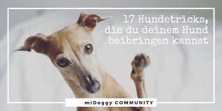 Gehen sie dann ein paar schritte rückwärts und animieren sie den hund, ihnen zu folgen. 17 Coole Hundetricks Die Du Deinem Hund Beibringen Kannst