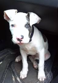 Black And White Pitbull Terrier Puppy Pin On Totally Tonia