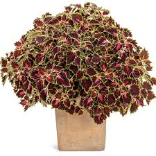 Image result for Coleus melleri
