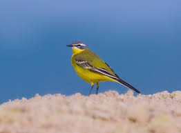 Occurs in fields and often near livestock during migration. File Yellow Wagtail Jpg Wikimedia Commons