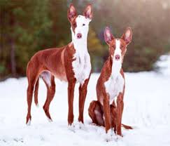 Ibizan hounds are a rare breed and not common in all areas. Ibizan Hound Dog Breed Information Images Characteristics Health