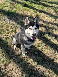 ADOPTED 1/18 Sophie, 7...