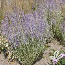 Image result for perovskia atriplicifolia 'little spire'