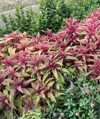 Image result for Celosia argentea