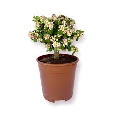 Image result for Cordia afra