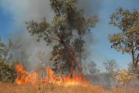 The earth's air or the gas surrounding a planet in natural motion horizontally. Bushfires Wind Pollen Spell Bad News For Asthmatics